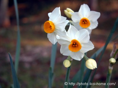 daffodil_image