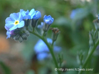 forget-me-not_image