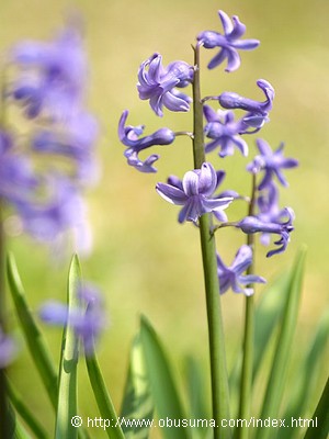hyacinth_image