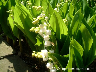 lily_of_the_valley_image