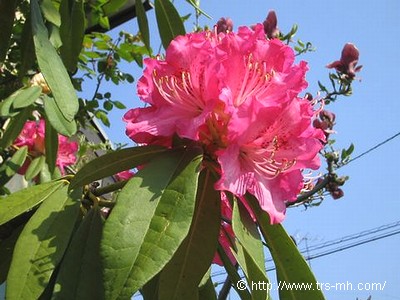 rhododendron_image