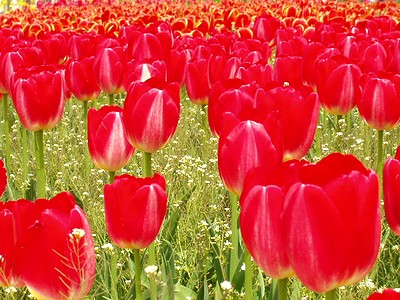 tulip_image