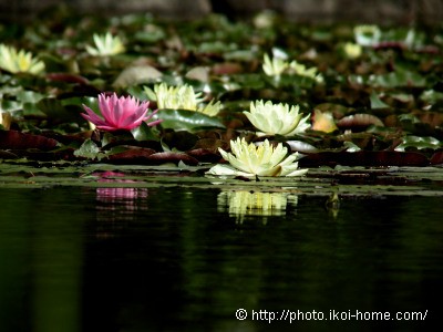 water_lily_image