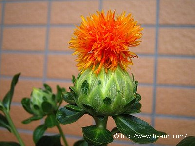 safflower_image