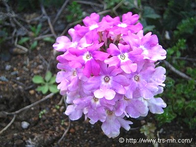 verbena_image